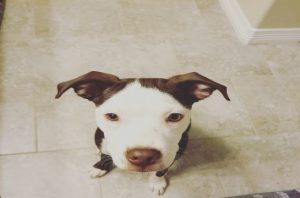 Read more about the article When Your Best Friend Has 4 Legs: The Ruff Truth Of Being An Animal Lover