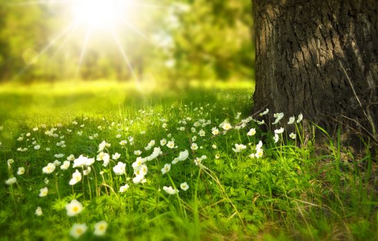 Read more about the article My Authentic What Now? Finding Your True Voice When You’ve Stopped Listening