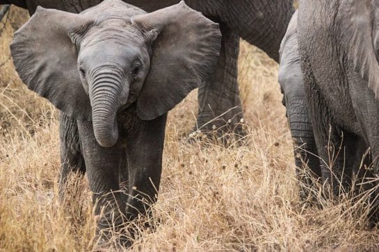 Read more about the article The Elephant and The Rope: What You Believe is Powerful!