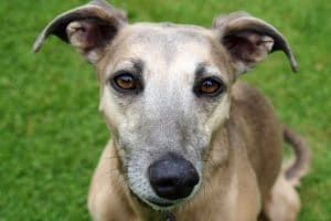 Read more about the article Be the Dog: Lessons I Learned from my Greyhound