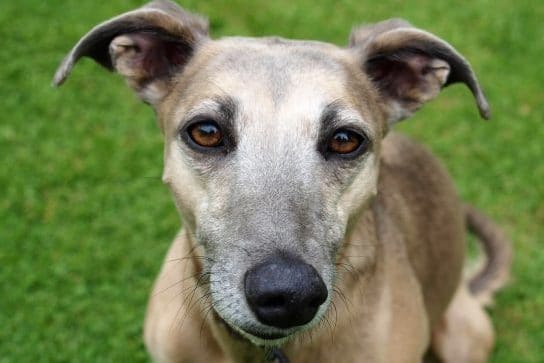 Read more about the article Be the Dog: Lessons I Learned from my Greyhound