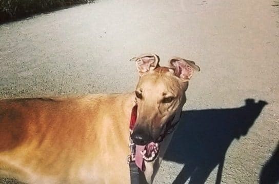 Read more about the article A Christmas Love Story: How A Dog Became My Greatest Gift Ever