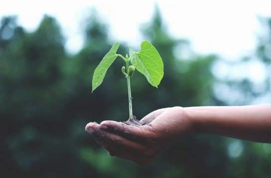 Read more about the article Five Mental Health Benefits to Growing Your Garden