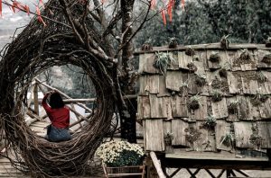 Read more about the article Birds Build Nests…Why Am I Nesting?