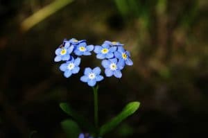 Read more about the article Forget-Me-Not: Caring for Those with Alzheimer’s and Dementia