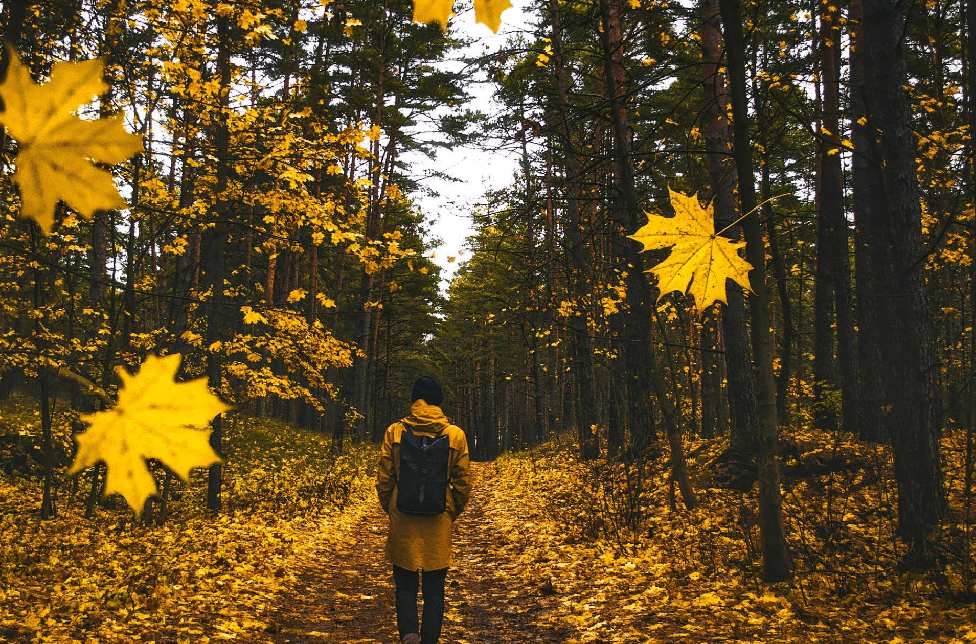 You are currently viewing Courage to Thrive through the Home Stretch of 2020: Tips that Empower!
