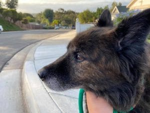 Read more about the article The Unexpected Sadness When Our Dog Died: 3 Things to Help your Kids with the Loss