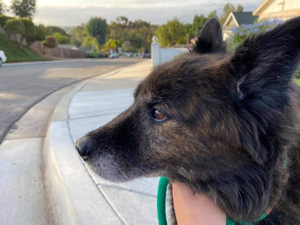 Read more about the article The Unexpected Sadness When Our Dog Died: 3 Things to Help your Kids with the Loss