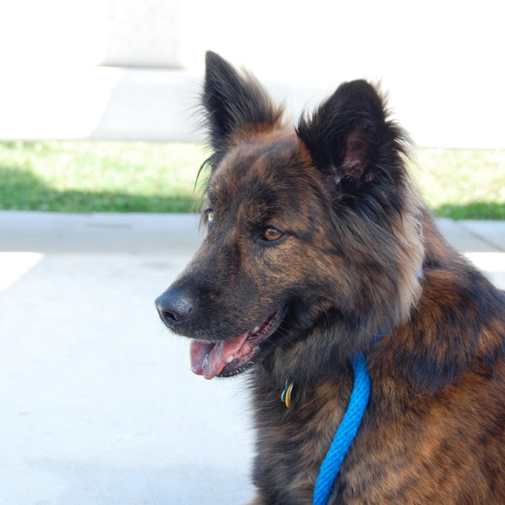 Cooper, dog, pet