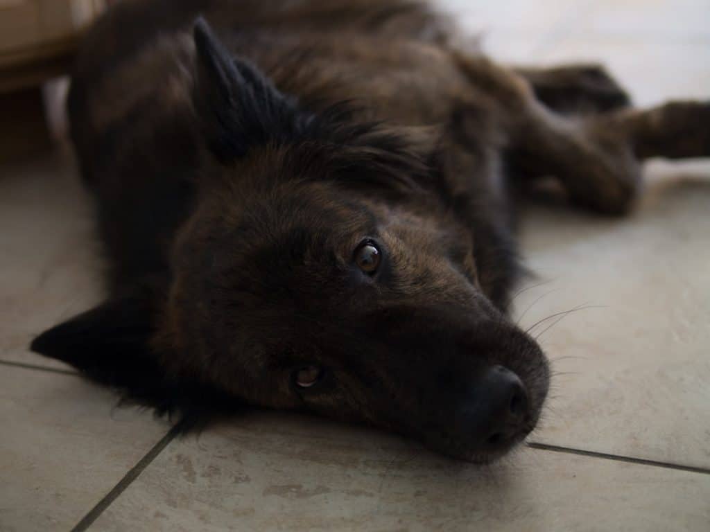 Cooper, Dog, pet