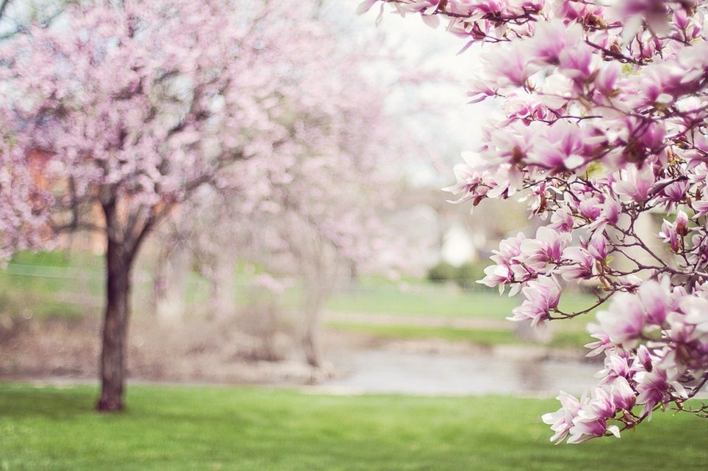 trees in full bloom in spring season