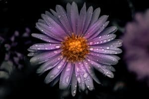 Read more about the article Grief: A Delicate State of Being of the Mind and Heart