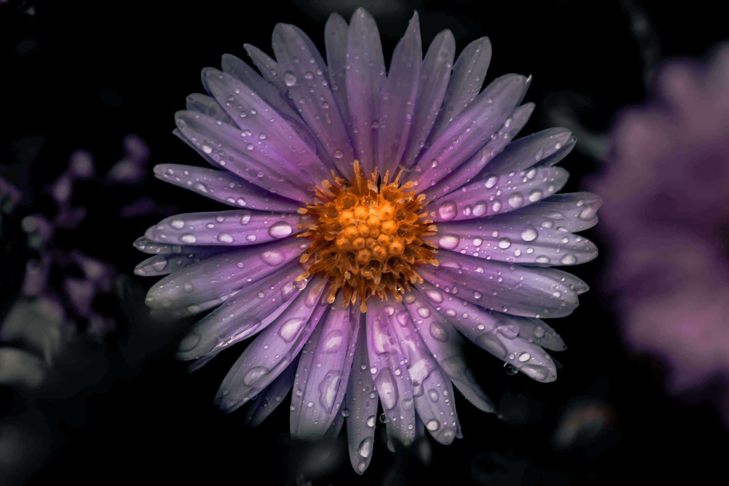 Read more about the article Grief: A Delicate State of Being of the Mind and Heart