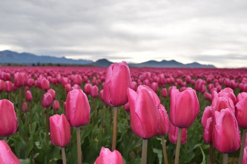 The beauty of new tulips in spring season give hope