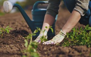 Read more about the article Finding My Soul in the Garden: Digging for Healing and Health