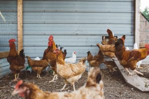 Read more about the article How to Raise Chickens – Simply, and In Your Back Yard!
