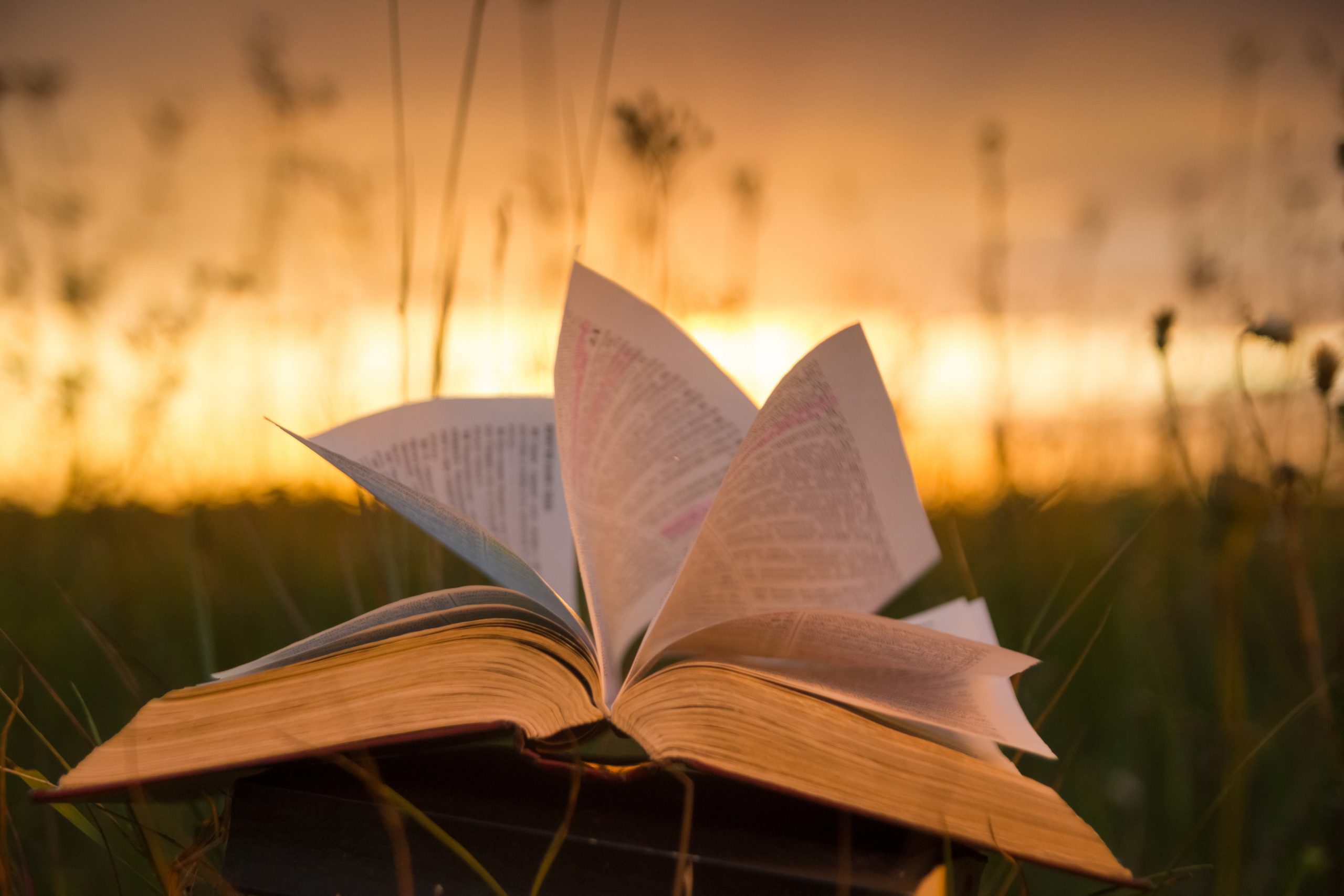 Read more about the article Summer Reading Book Club Ideas for Women From The We Spot