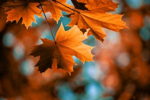 Read more about the article Let Go with Fall: 7 Ways to Change with the Season