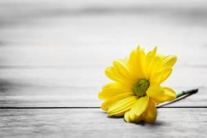 Read more about the article Spring Intentions: Do What Makes You Twinkle