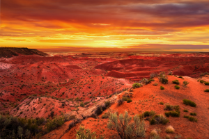 Read more about the article Forest Bathing in the Desert: Being Present in Nature
