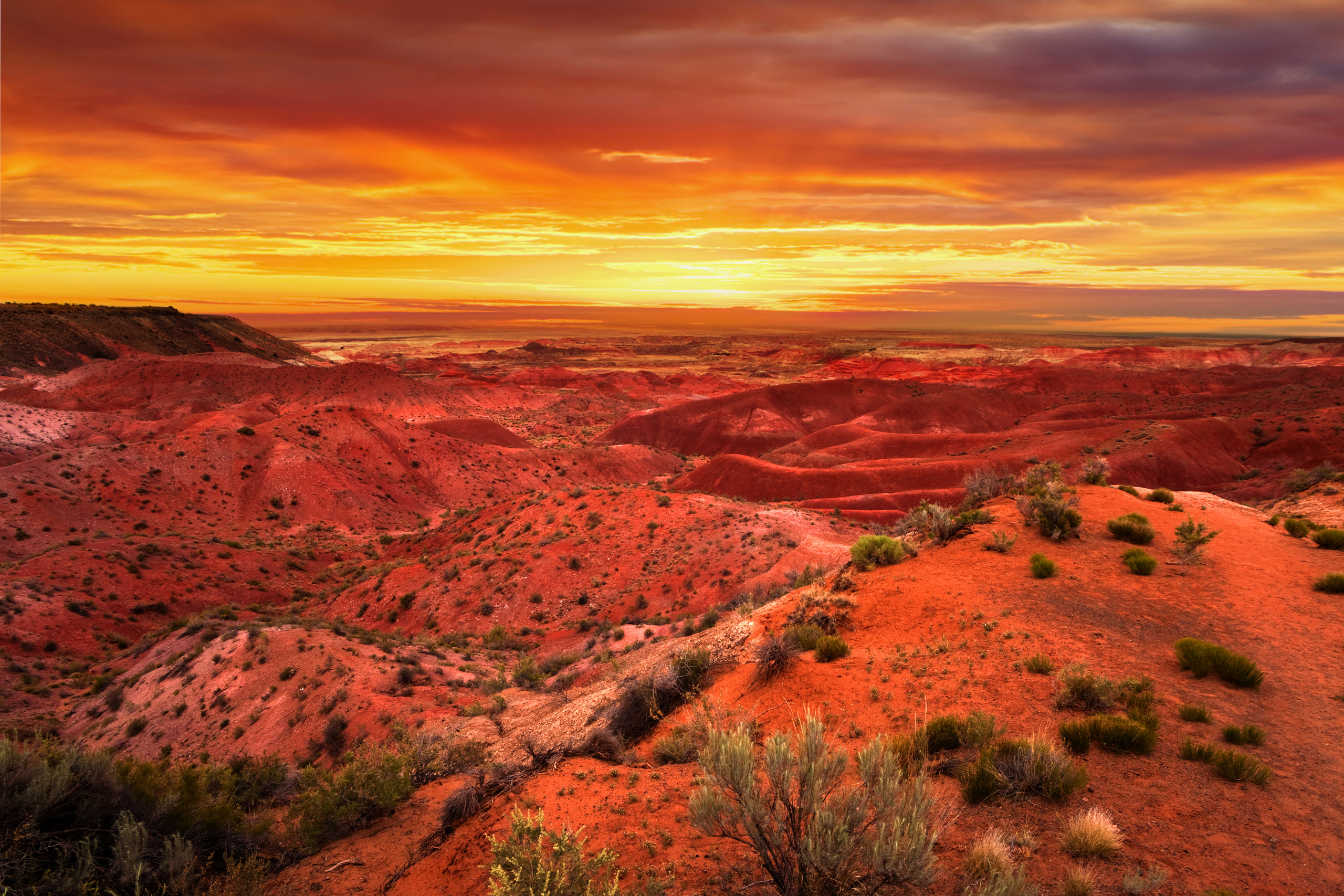 Read more about the article Forest Bathing in the Desert: Being Present in Nature