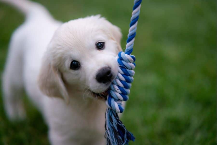 Read more about the article The Frustrating Side Of Bringing Home A New Puppy
