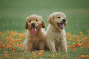 Read more about the article 11 Top Reasons to Get a Dog