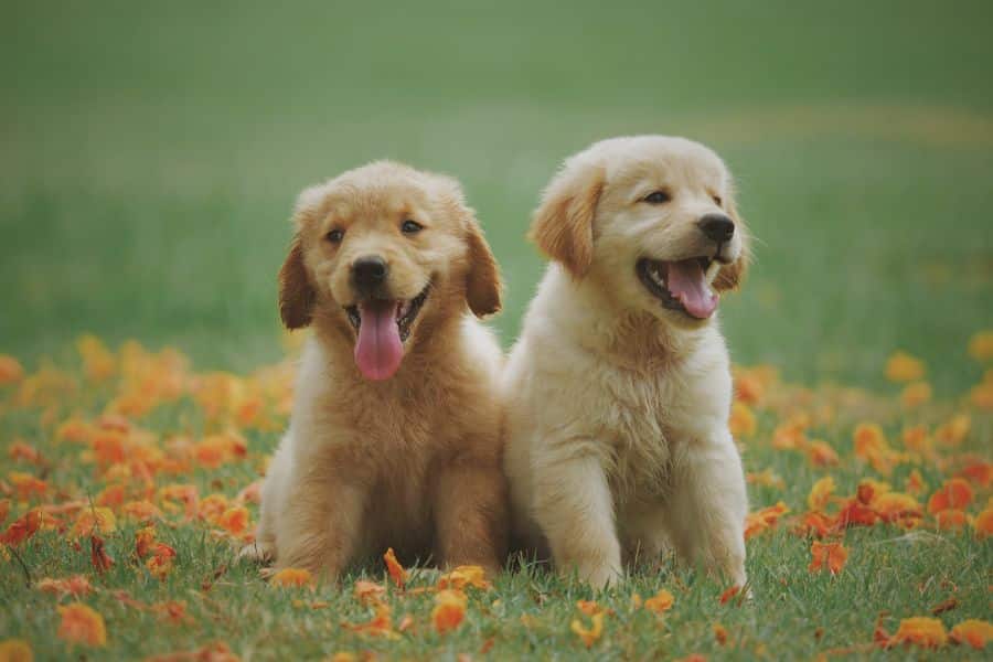 Read more about the article 11 Top Reasons to Get a Dog