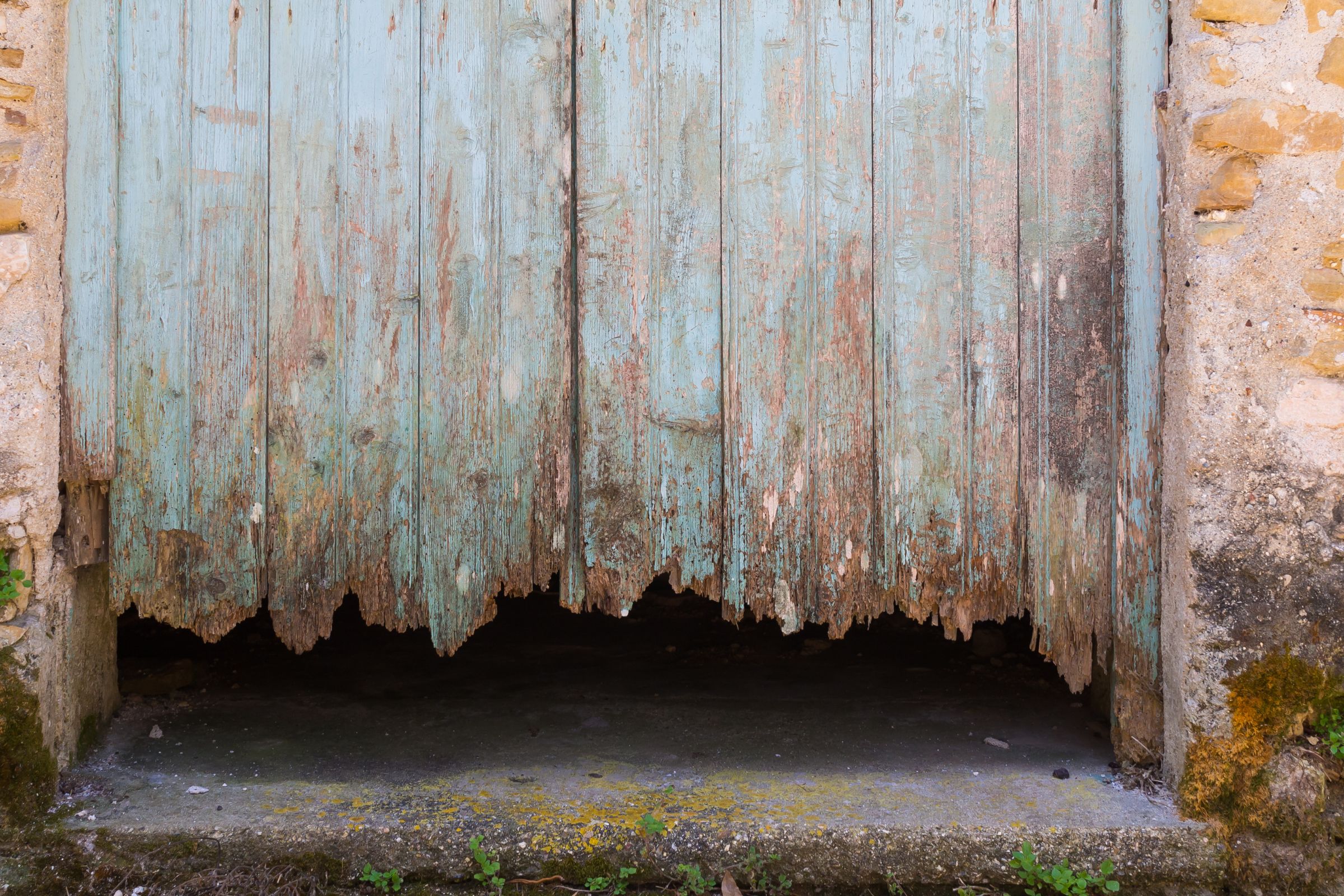 Read more about the article What To Do If You Notice Soft Or Rotten Wood In Your Household