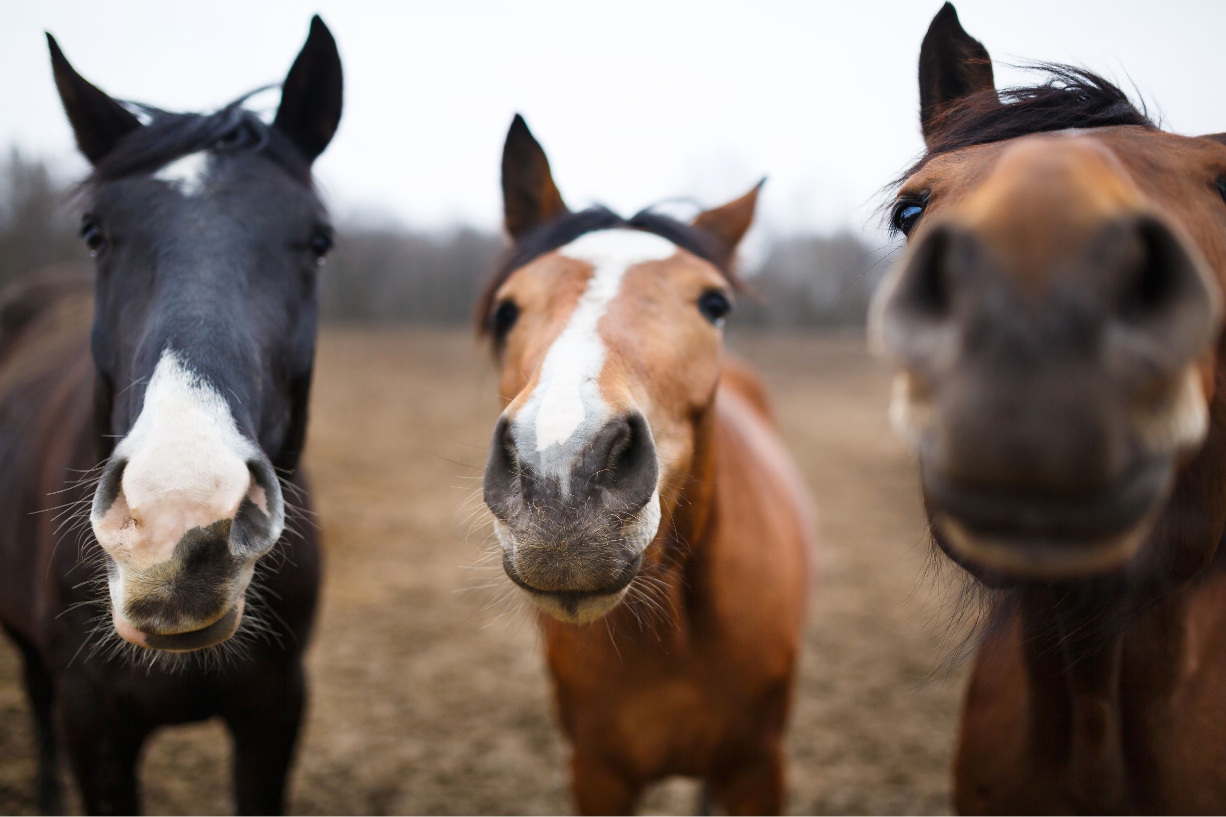 Read more about the article Horse Care Made Easier: A Simple Checklist To Protect Their Health