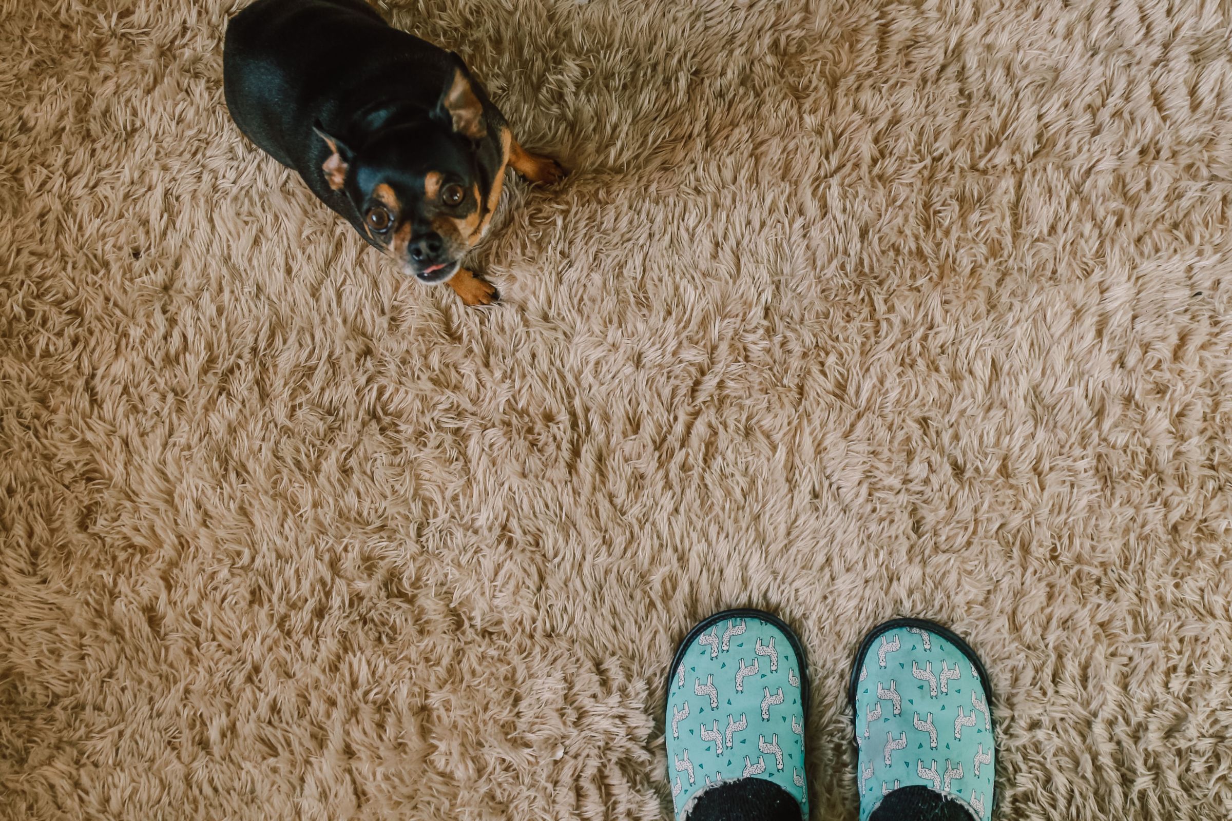 Read more about the article 5 Signs It’s Time To Replace Your Carpets