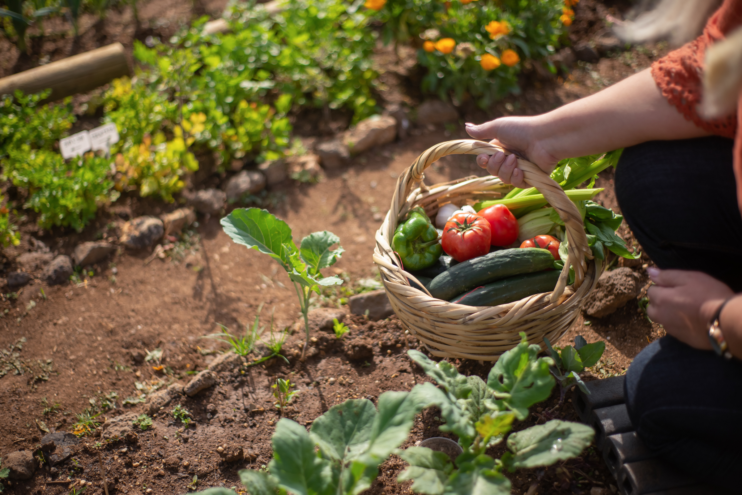 Read more about the article Making the Most of Your Garden Space