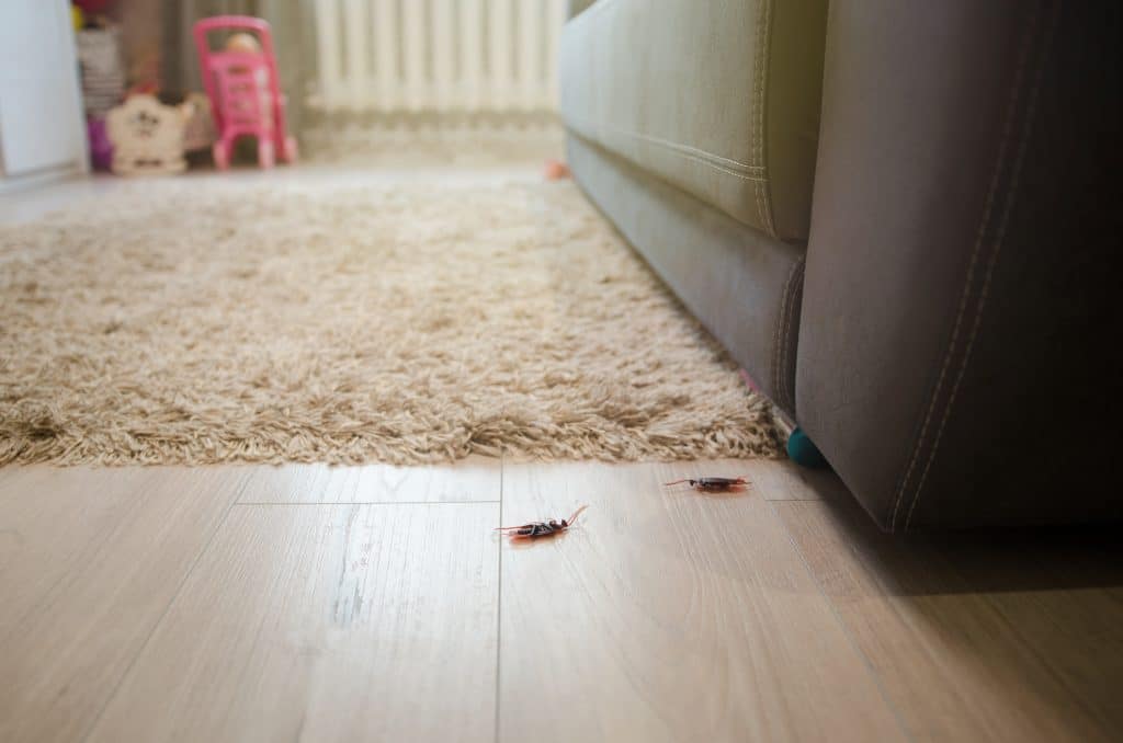 Dead cockroaches in an apartment house on the background of the sofa.