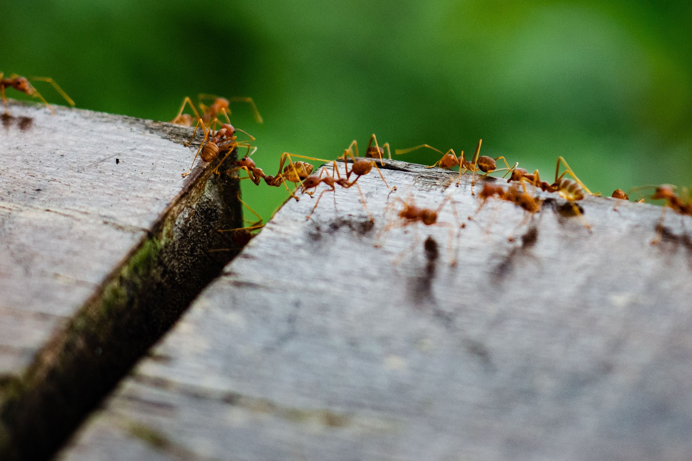 Read more about the article How to Protect Your Home from Pests Year-Round