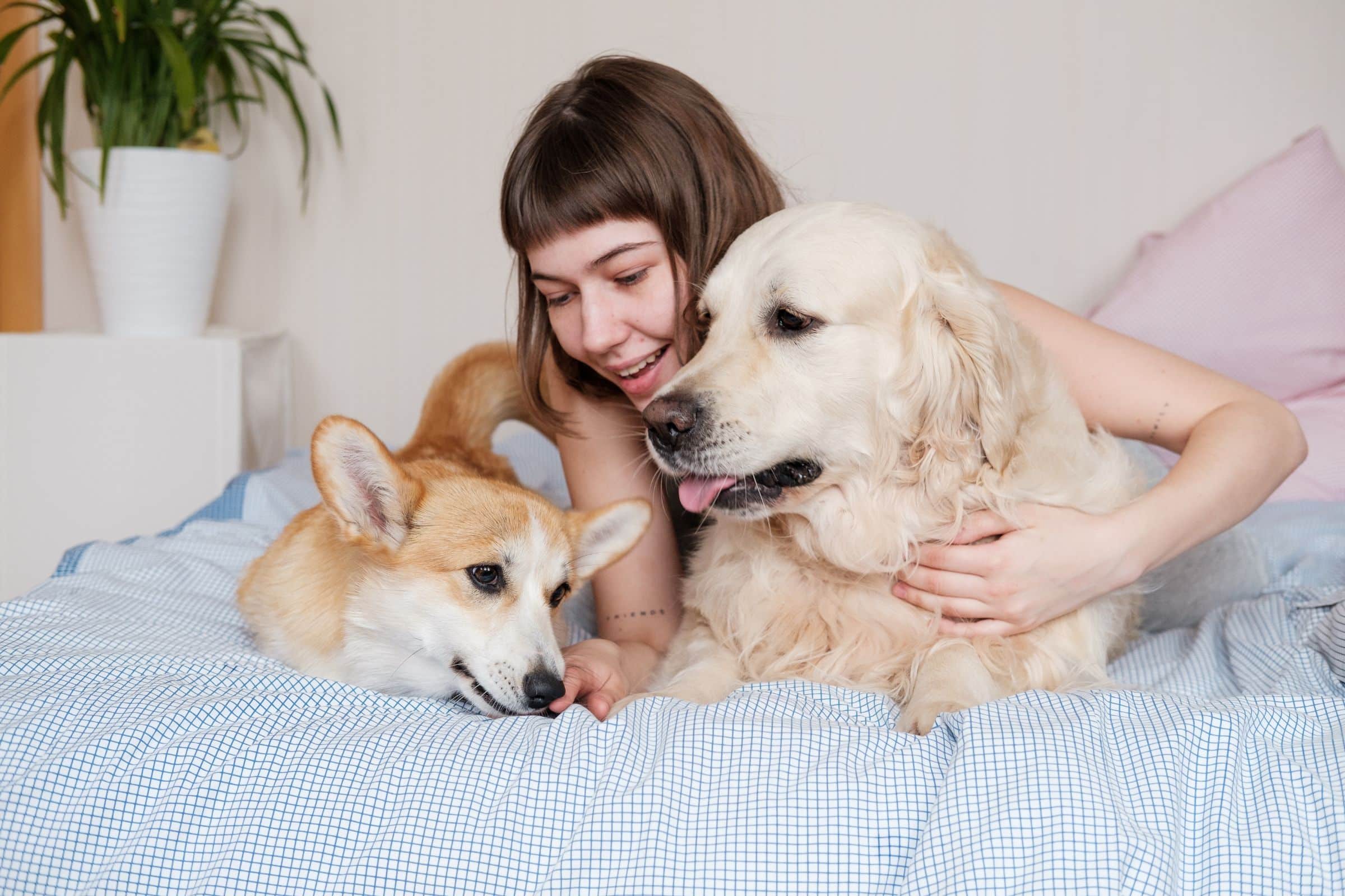 Read more about the article Here’s How To Prepare Your Home For Pets