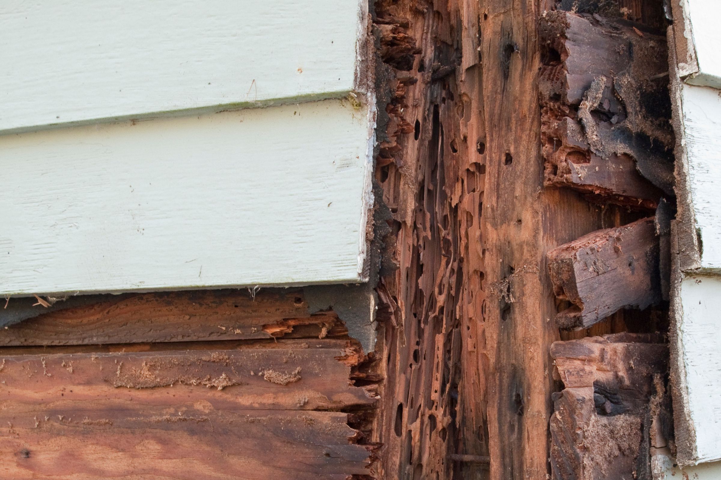 Read more about the article The Things You Really Don’t Want In Your Home (& How To Avoid Them)