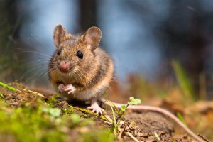 Read more about the article Simple Steps To Reduce The Risks of Pests at Home