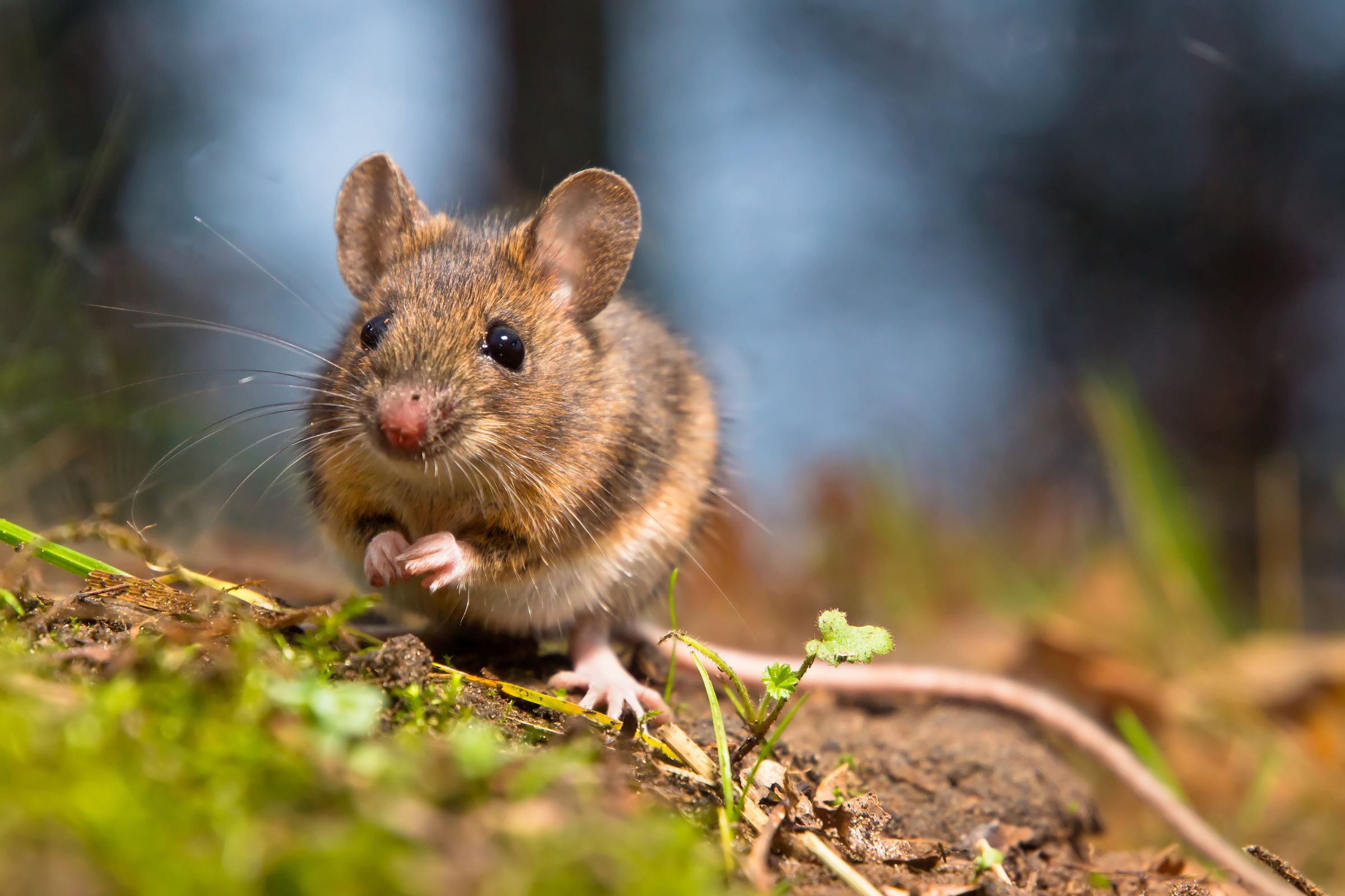 Read more about the article Simple Steps To Reduce The Risks of Pests at Home