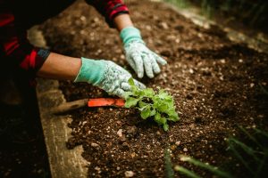 Read more about the article Easy Ways to Keep Your Garden in Good Shape