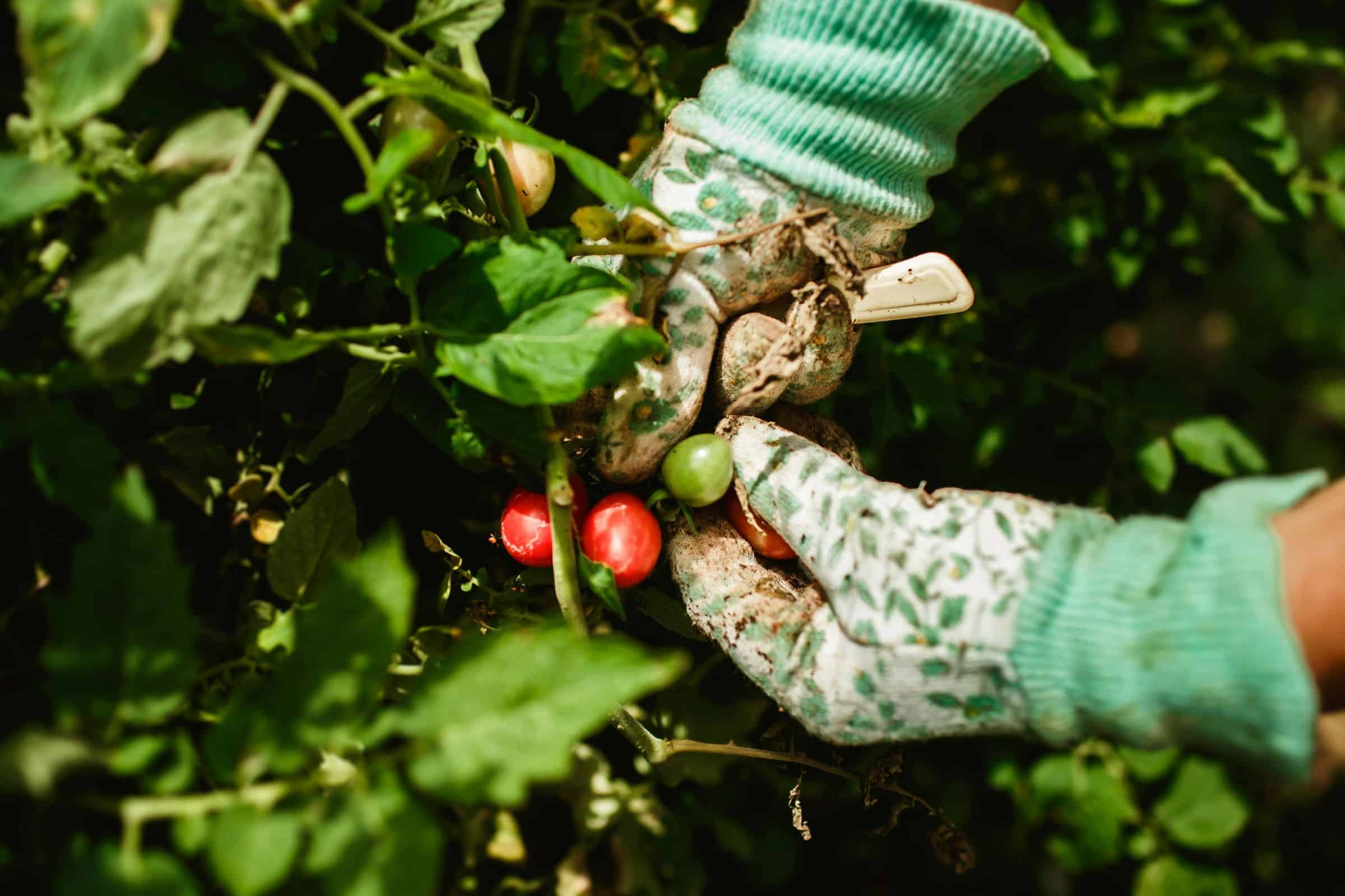 Read more about the article How to Garden on a Budget